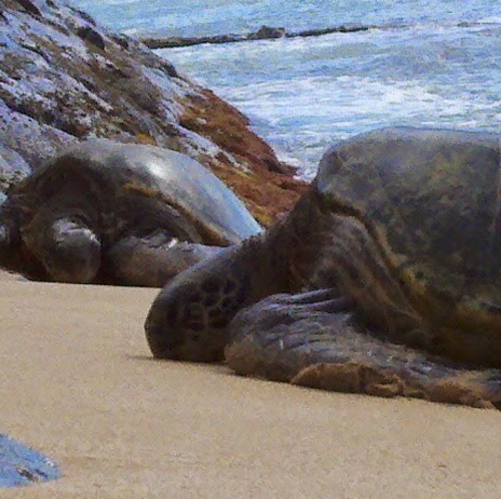 Meet your Posher, Ta Dye For